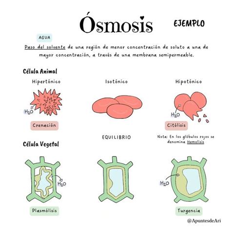 Smosis Apuntesdeari Udocz