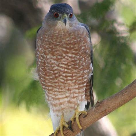 What Do Red Shouldered Hawks Like To Eat Diy Seattle