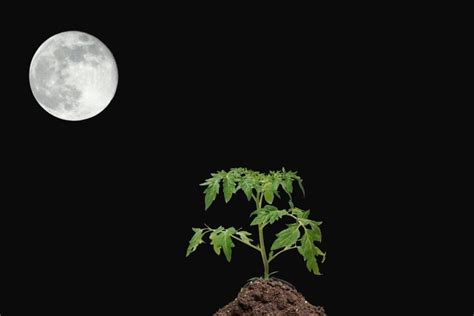 Can Moonlight Affect Plants? The Farming Method Explained - Flourishing ...