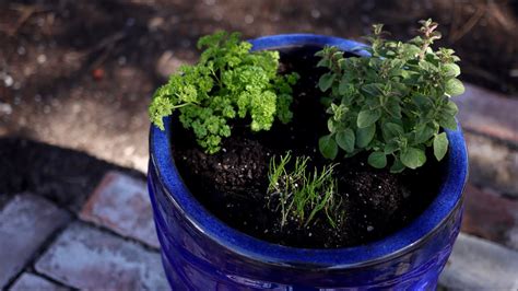 Planting Herbs In Containers For Beginners Garden Answer Youtube