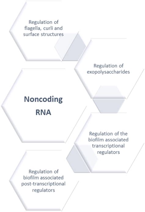 Major Cellular Processes Regulated By Non Coding RNA In Biofilm