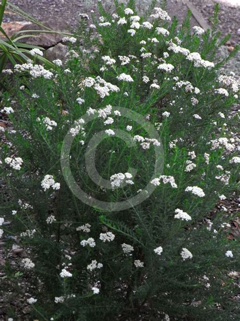 Ozothamnus Diosmifolius Radiance Pill Flower Ball Everlasting Sago