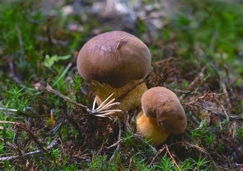 Premium Photo Mushrooms Admirable Bolete Aureoboletus Mirabilis