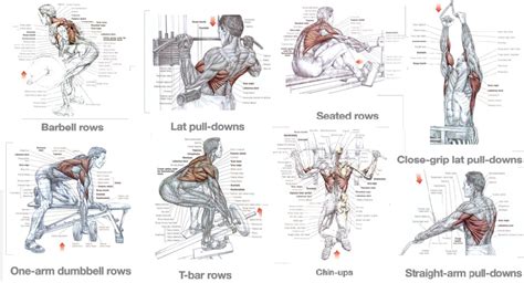 Exercises for a Massive Back - Training for Size ~ multiple fitness