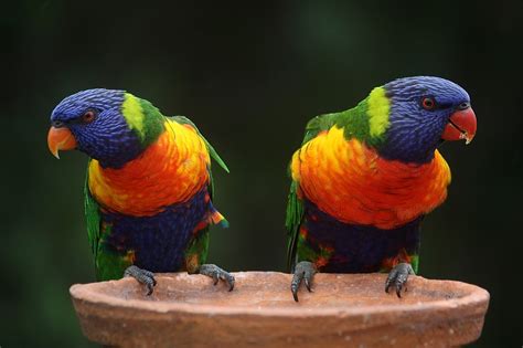 15 Different Types of Australian Parrots (With Pictures)