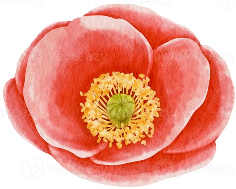 Red Poppy Flower Watercolor Style For Decorative Element 9787505 Png