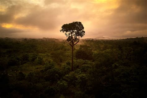 Rainforest Journalism Fund Now Accepting Proposals from Southeast Asia and the Congo Basin ...