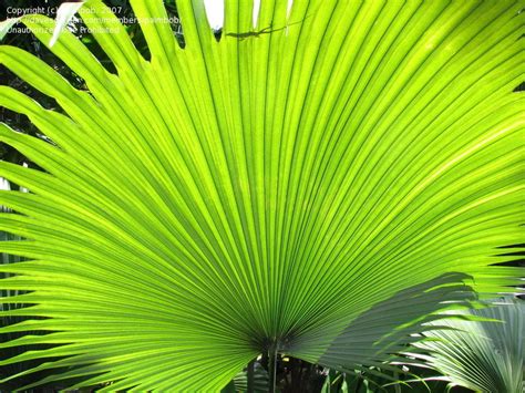 Plantfiles Pictures Kerriodoxa Species King Thai Palm White Elephant