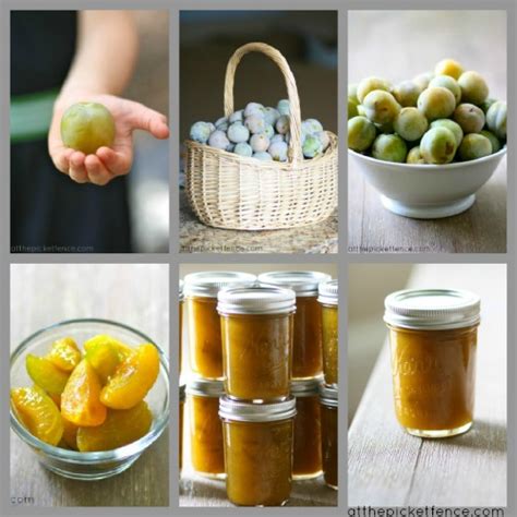 Apple Picking Recipes…from Tree to Table