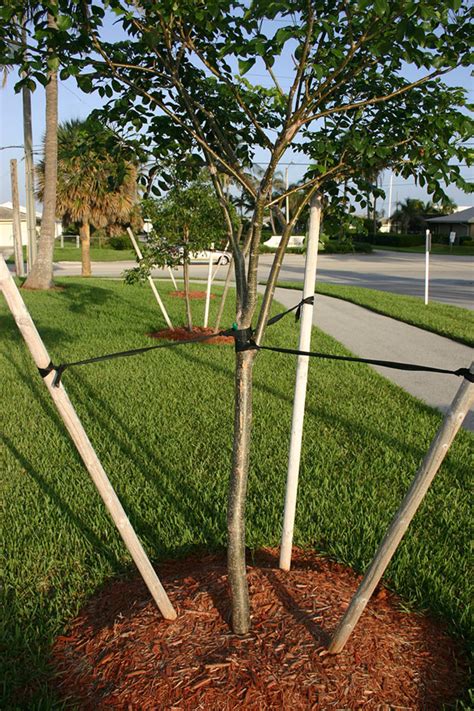 When To Remove Stakes From Trees