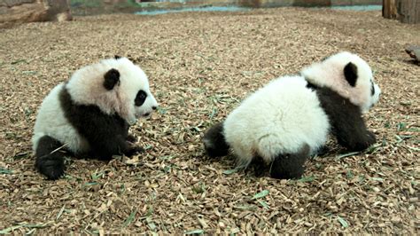 Giant Panda Cubs Learn to Walk - ZooBorns