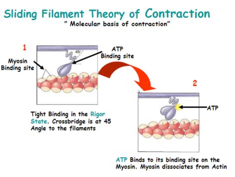 Steps Of Sliding Filament Theory Flashcards Quizlet