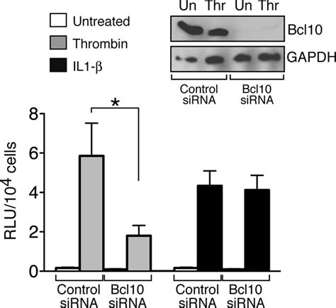 Bcl Knockdown Blocks Thrombin Responsive Nf B Reporter Activity