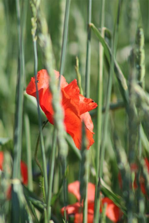 Opium Musim Panas Merah Padang Foto Gratis Di Pixabay Pixabay