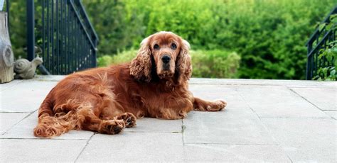 Do Cocker Spaniels Shed Tips To Control Shedding Your Dogs World