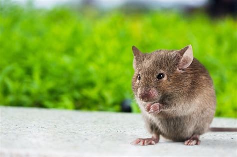 Mouse Stock Photo Download Image Now Istock