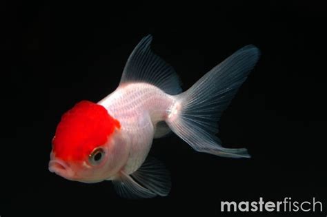 Red Cap Lionhead Goldfish Carassius Auratus MasterFisch