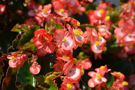 BabyWing Bicolor Begonia Begonia BabyWing Bicolor In Rapid City