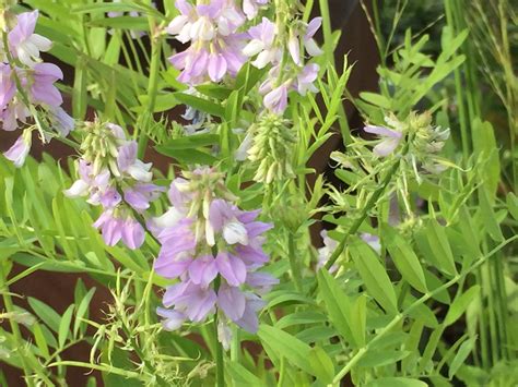 Galega officinalis – Moore and Moore Plants