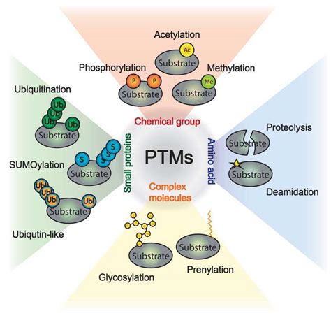 Ijms Free Full Text Insights In Post Translational Modifications