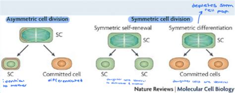 Stem Cells Flashcards Quizlet