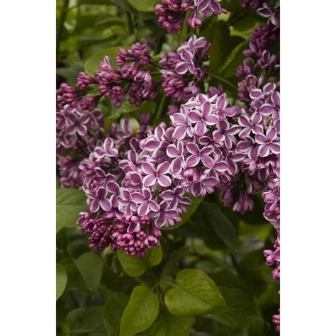 Monrovia 1.73-Gallon Purple Sensation Lilac Flowering Shrub in Pot at ...