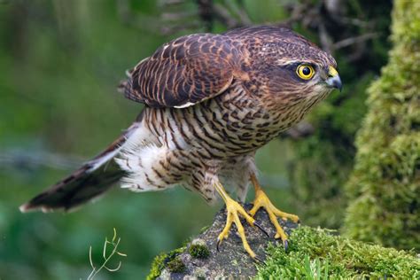 Female Sparrowhawk Cropped Image High ISO Tamron 150 600 Flickr