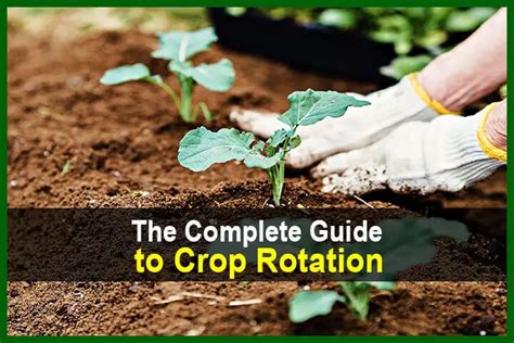 The Complete Guide to Crop Rotation