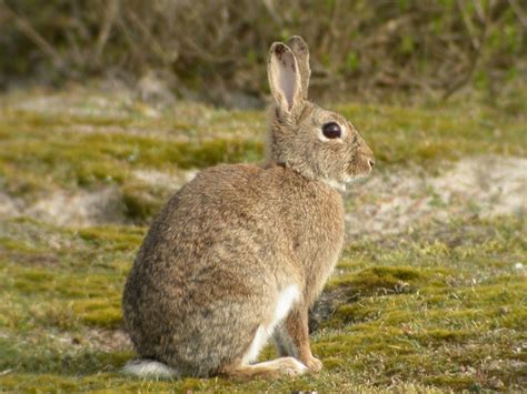 Lapin De Garenne Oryctolagus Cuniculus Mammif Res Terrestres De