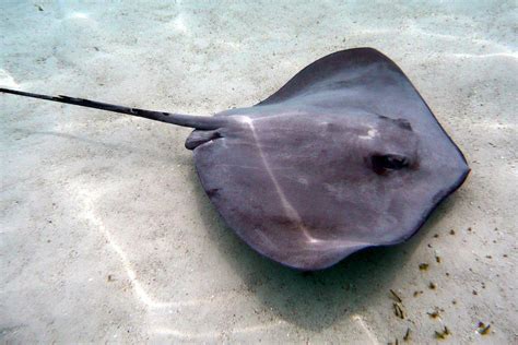 Tipos De Mantarraya Nombres Caracter Sticas Y Fotos