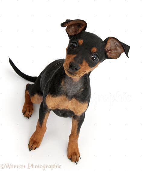 Dog: Miniature Pinscher puppy photo WP37870