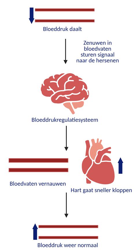 Orthostatische Hypotensie Pati Ntenfolder Erasmus Mc