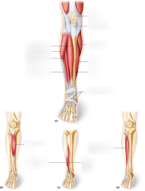 Anterior Lower Extremity Labeling 2 Diagram Quizlet