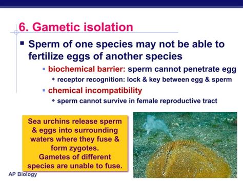 Speciation Types Ap Biology Presentation Ppt