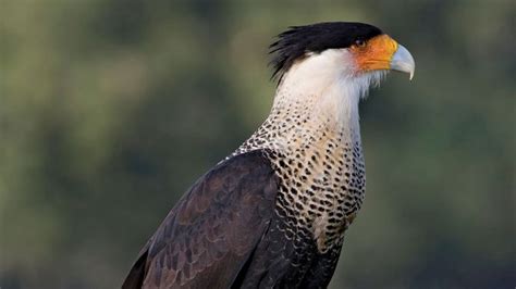 caracara | bird | Britannica