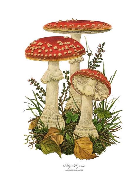 Fly Agaric Mushroom Art Print Charting Nature Funghi Ripieni