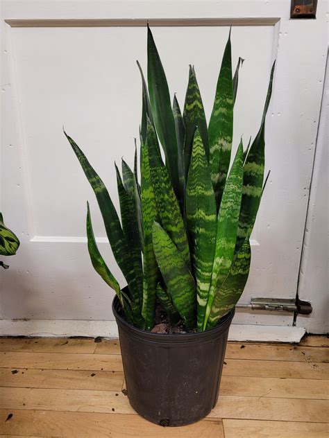 Black Coral Snake Plant The Curious Plantaholic