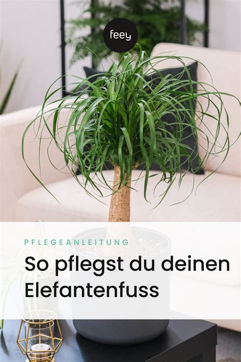 So Pflegst Du Deinen Elefantenfuss Richtig In 2023 Pflanzen Pflege