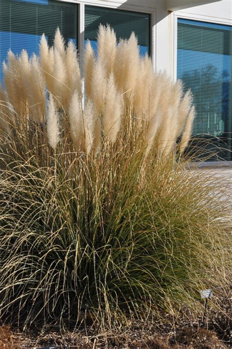 Buy Dwarf White Pampas Grass Wilson Bros Gardens Wilson Bros