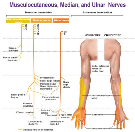 Ulnar Nerve Distribution