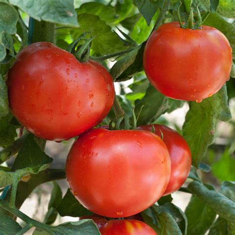 Tomate Maestria F1 Jardinerie BONCAP