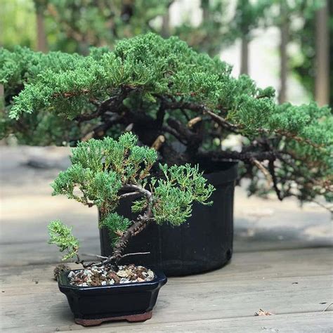 Personalized Japanese Juniper Tree Care: Water, Light, Nutrients | Greg App