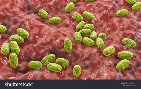 Bordetella Pertussis Images Stock Photos Vectors Shutterstock