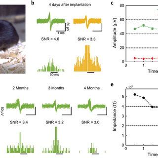 A Optical Image Of Chronic Recording State Of The Mouse B Recorded