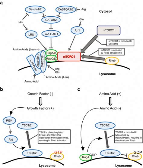 Amino Acid And Growth Factor Induced MTORC1 Activation A The