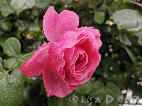 打卡老家河南│雨中的周口公园：娇艳欲滴美如画视频雨水市民