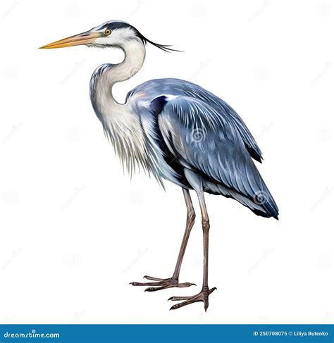 Ardea Bird Realistic Vector Illustration Sketch Cartoondealer