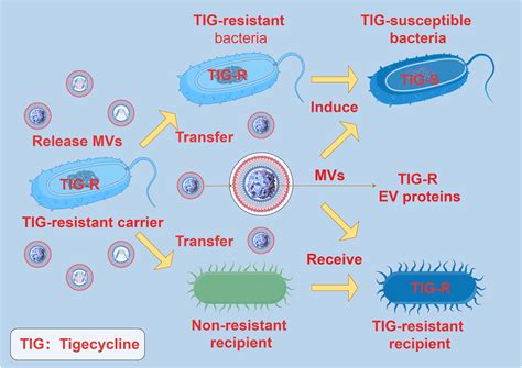 Frontiers Bacterial Membrane Vesicles Orchestrators Of Interkingdom