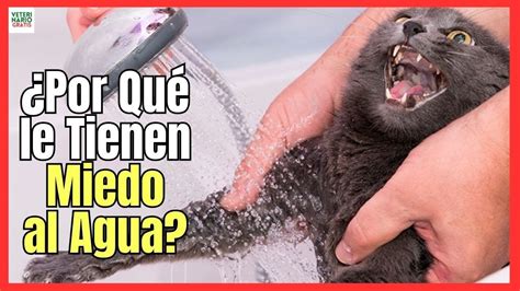 Porqu Los Gatos Le Tienen Miedo Al Agua Youtube