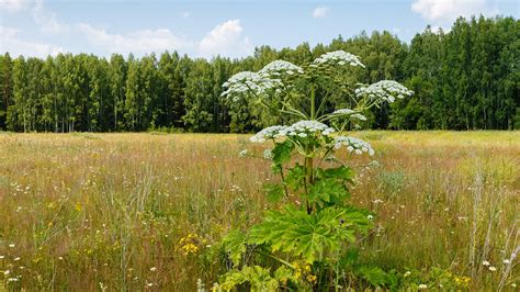 Tall Garden Weeds